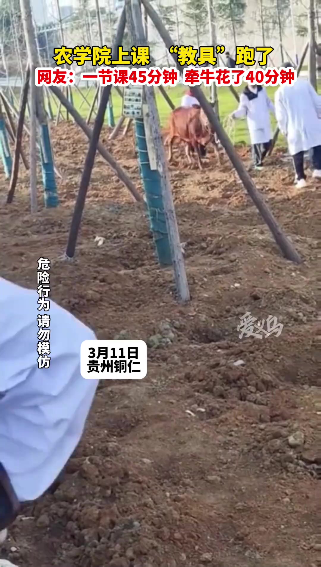 贵州铜仁,3月11日.网友:感觉拉牛的那个要“起飞”了