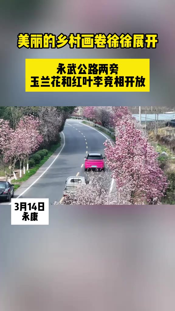 3月14日,永康.永武公路两旁玉兰花和红叶李竞相开放