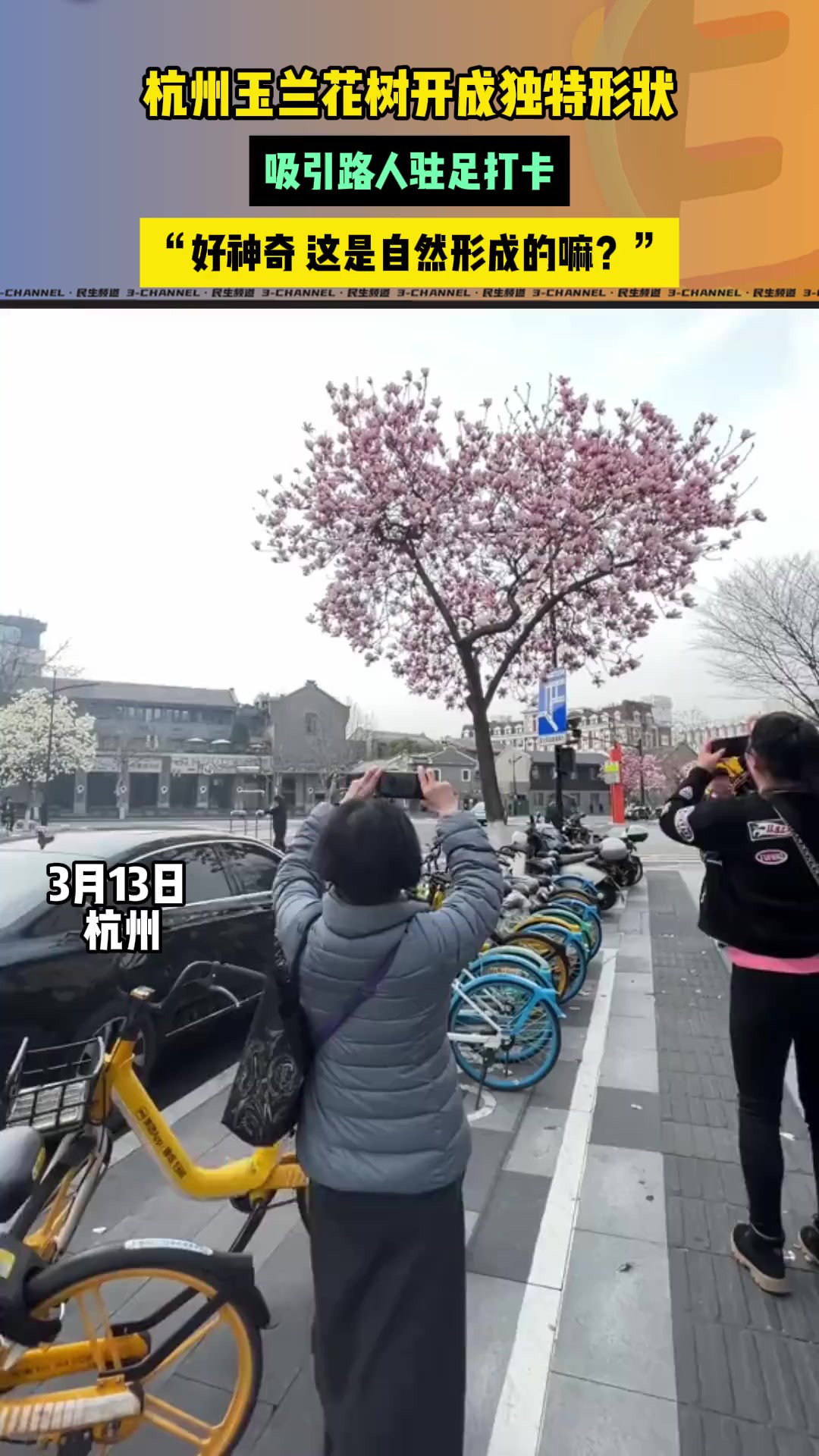 杭州玉兰花树开成独特形状,吸引路人驻足打卡,“好神奇,这是自然形成的嘛?”