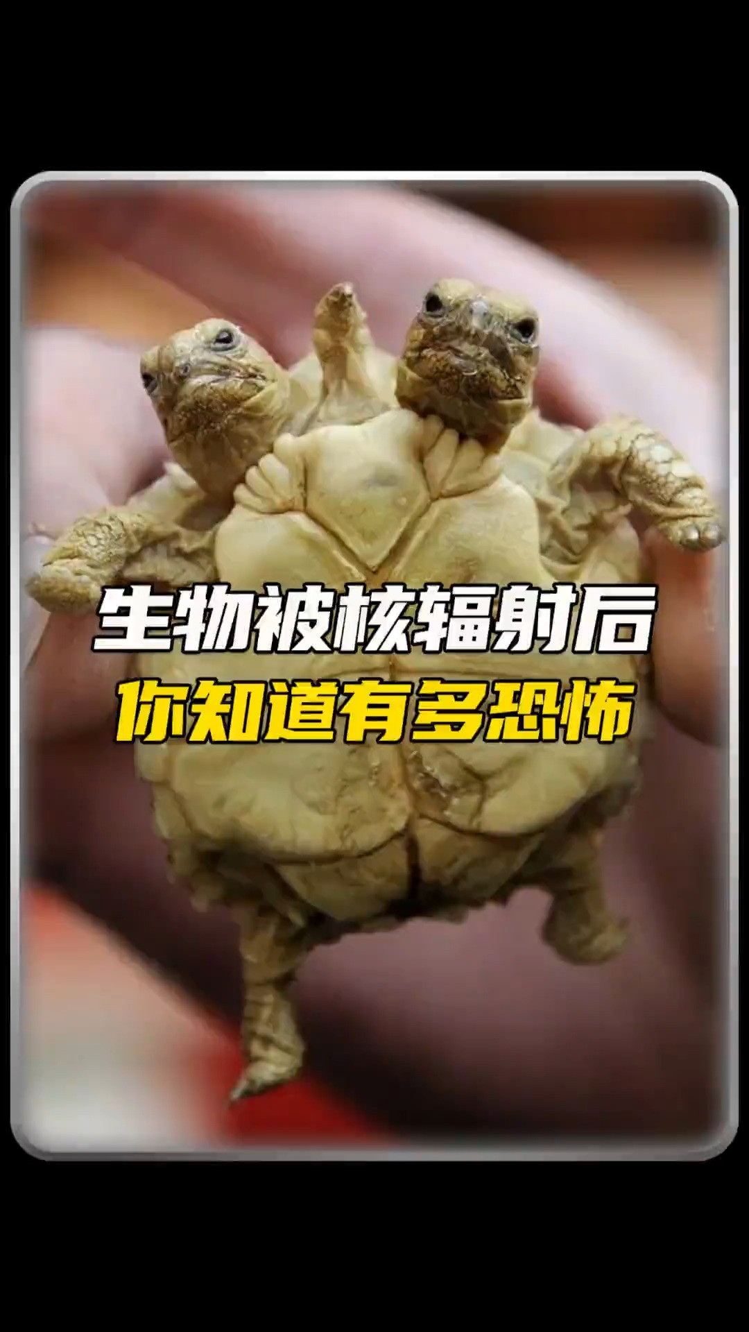  生物被核辐射污染后有多恐怖.