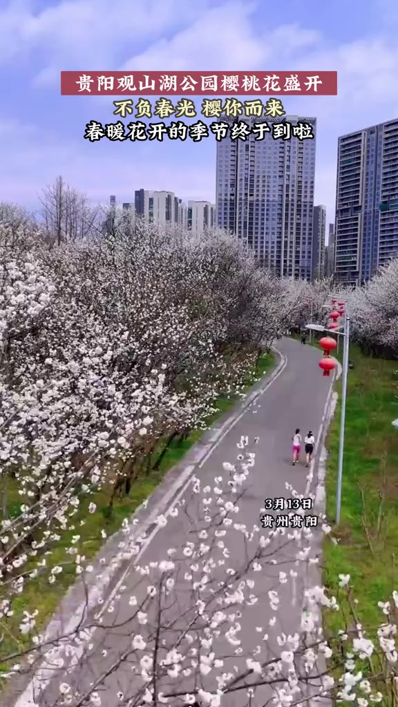 贵阳观山湖公园樱桃花盛开,不负春光,樱你而来,春暖花开的季节终于到啦~