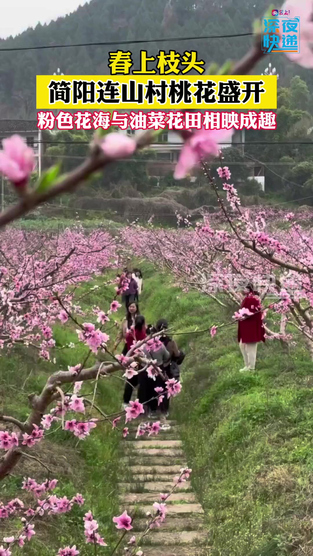 春上枝头 简阳连山村桃花盛开