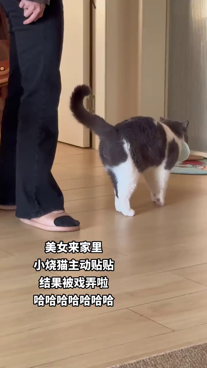 搞笑动物 