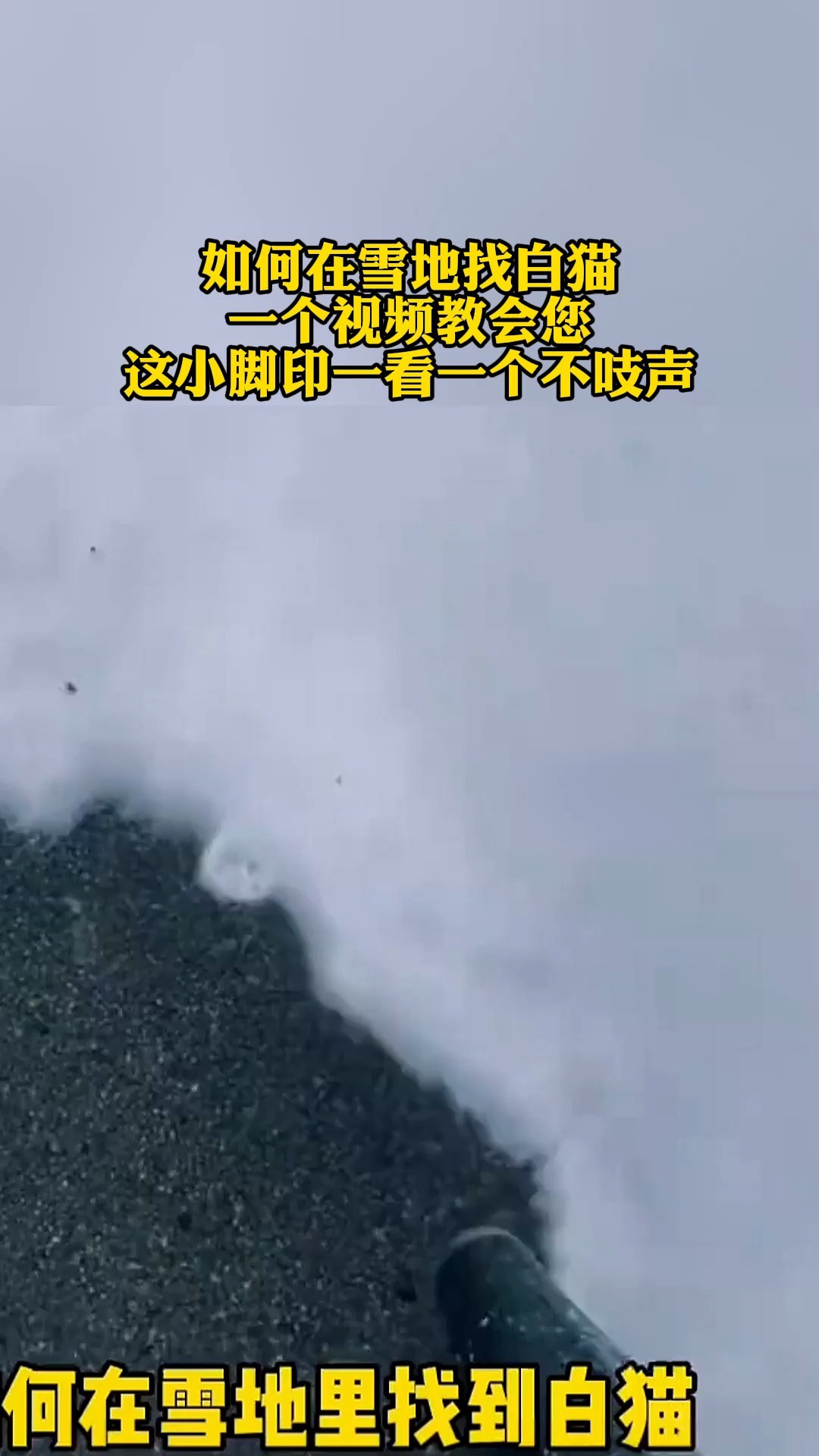 如何在雪地找白猫一个视频教会您这小脚印一看一个不吱声