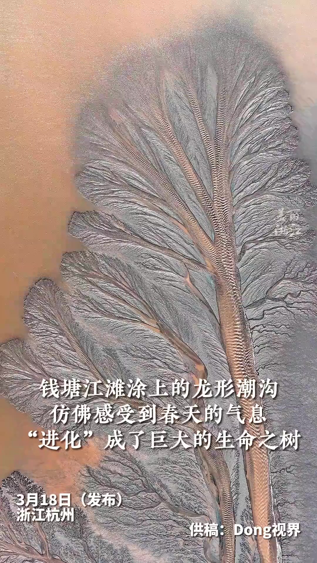 大自然的神奇!潮水退去,钱塘江滩涂上的龙形潮沟仿佛感受到了春的气息,从龙形“进化”成了巨大的生命之树.(供稿:Dong视界)