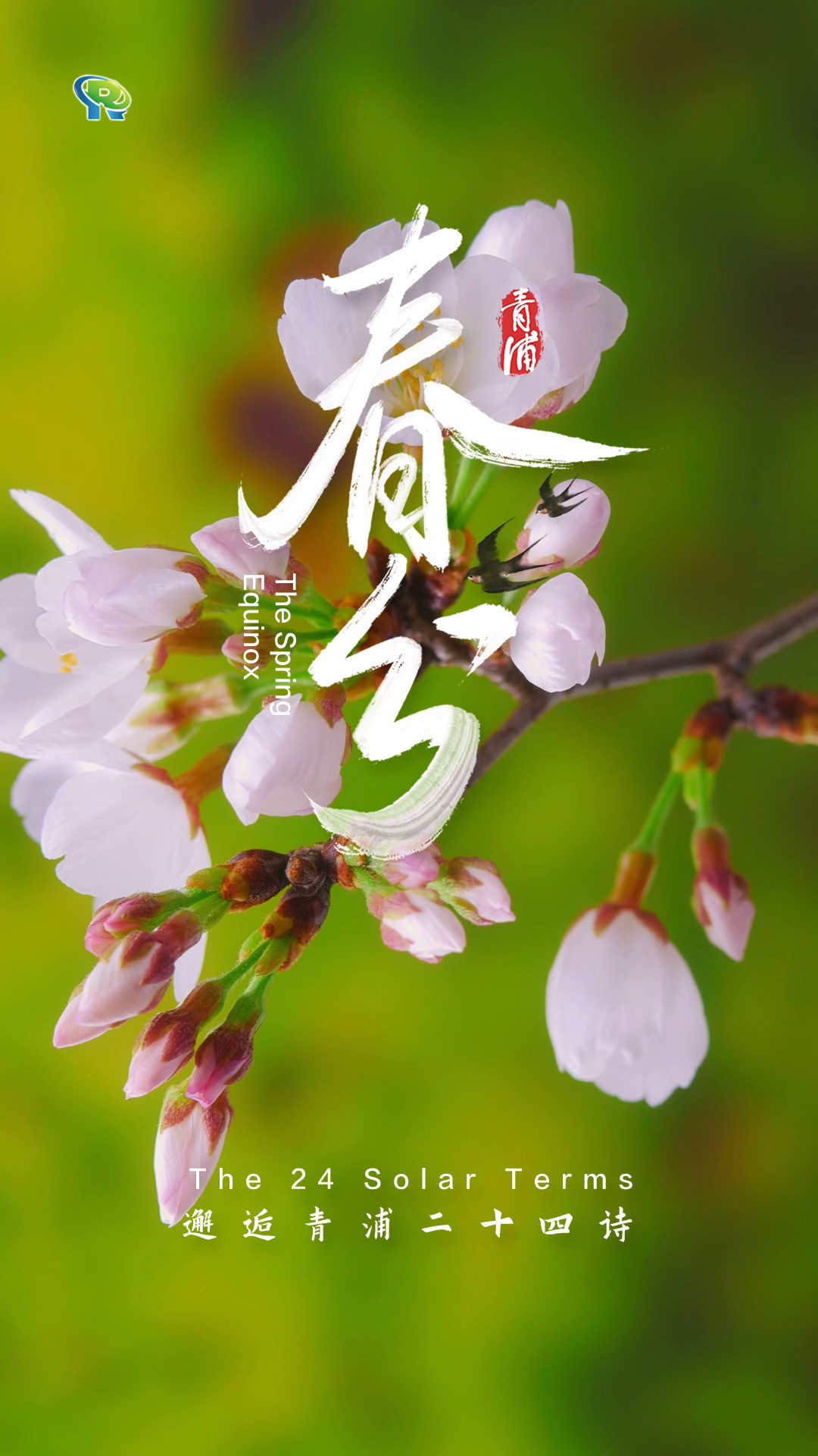 邂逅青浦二十四诗丨雨霁风光,春分天气,千花百卉争明媚#春分#节气#春天