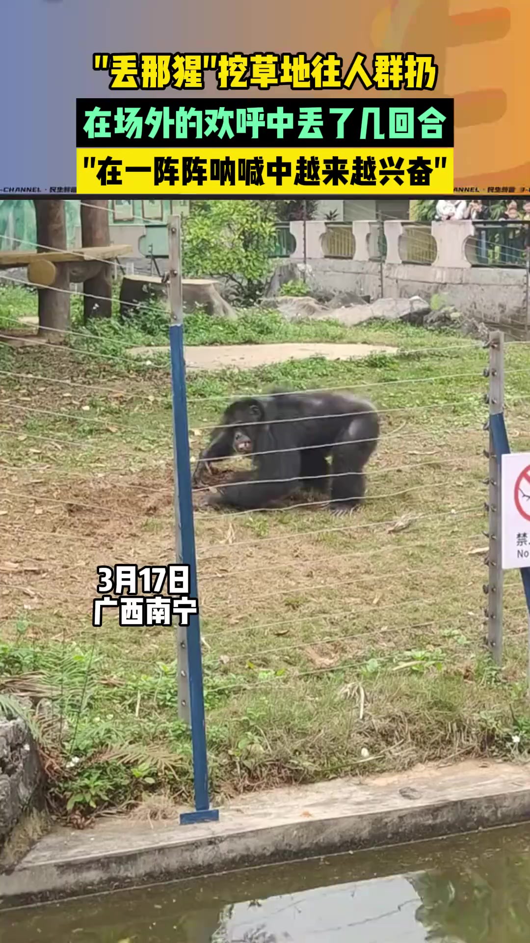 丢那猩挖草地往人群扔,在一阵阵呐喊中越来越兴奋.