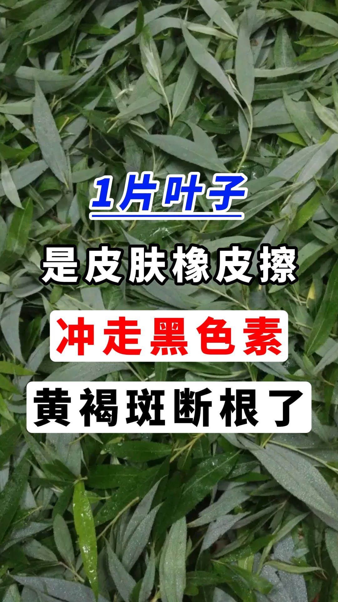 1片叶子,是皮肤橡皮擦,冲走黑色素,黄褐斑断根了