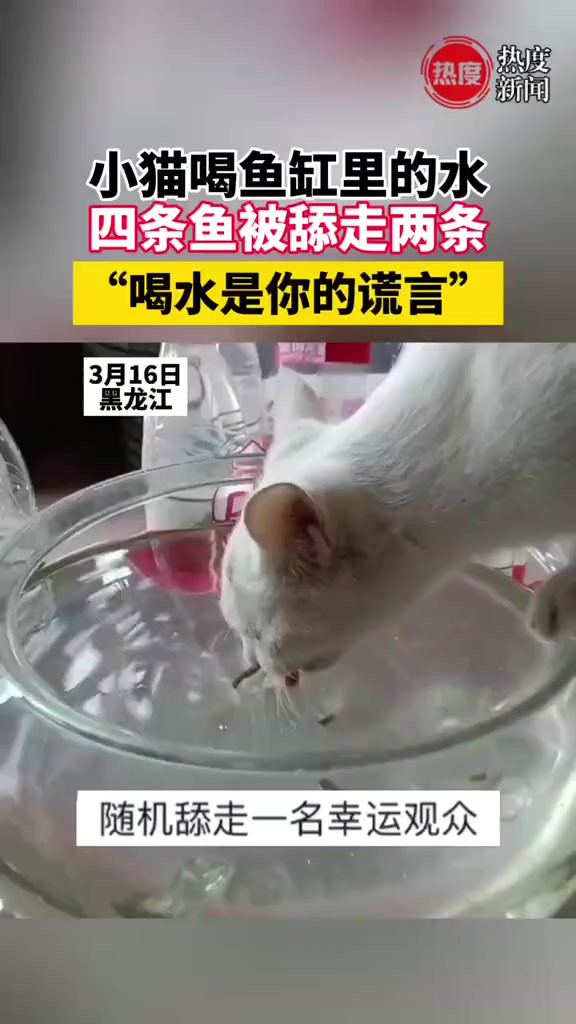 小猫喝鱼缸里的水四条鱼被舔走两条