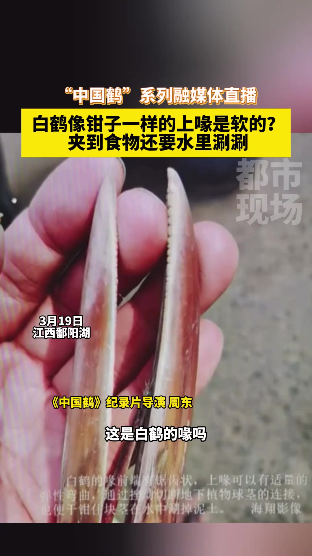 白鹤像钳子一样的上喙是软的?夹到食物还要水里涮涮