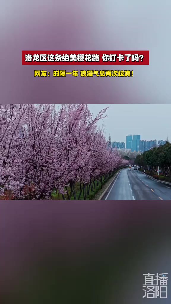 洛龙区这条绝美樱花路,你打卡了吗?