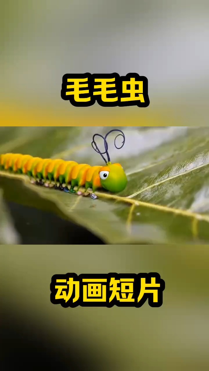 毛毛虫