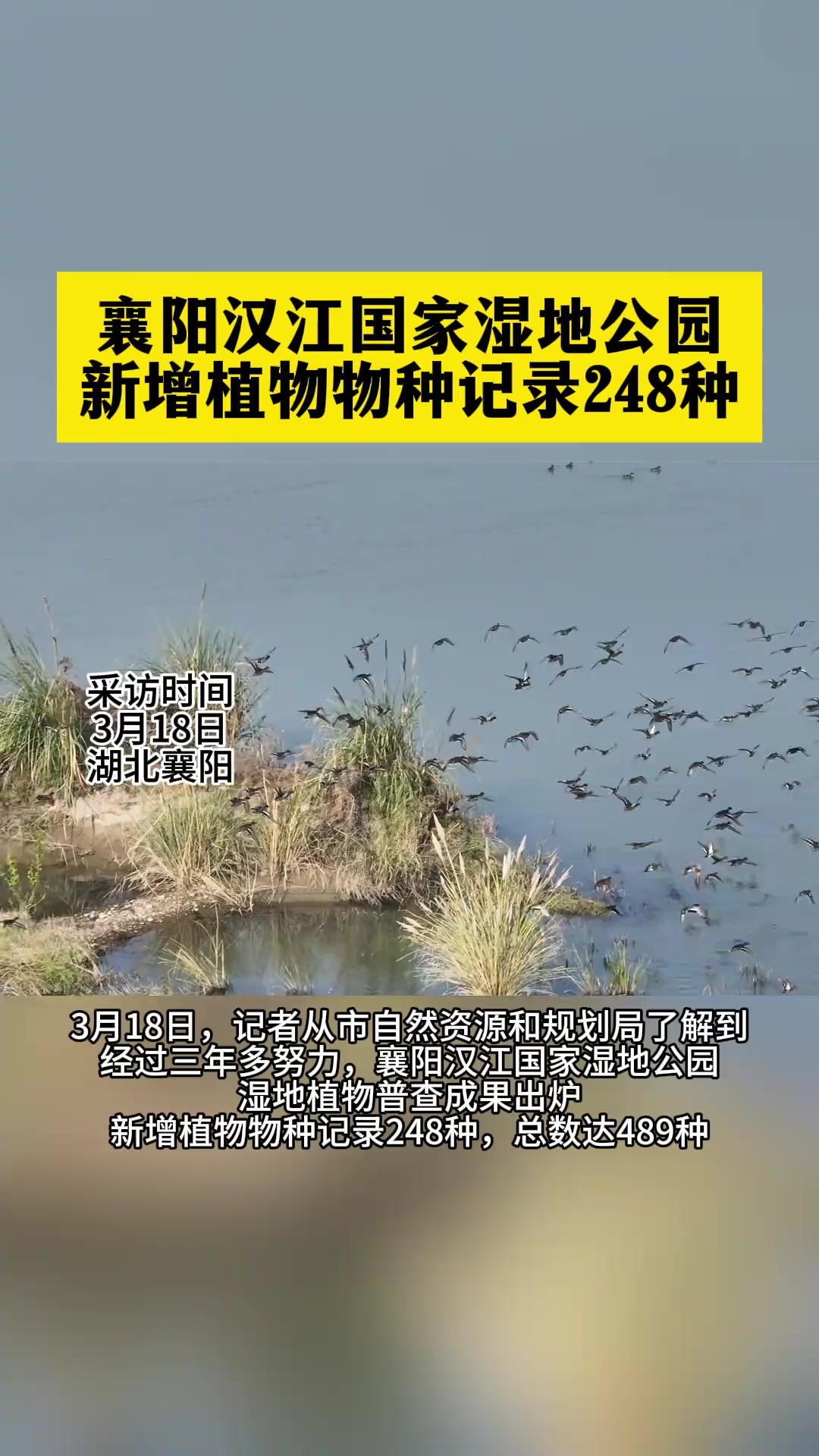 襄阳汉江国家湿地公园新增植物物种记录248种 记者沈明晶 通讯员褚一凡 朱艺薇 编辑张伊乔