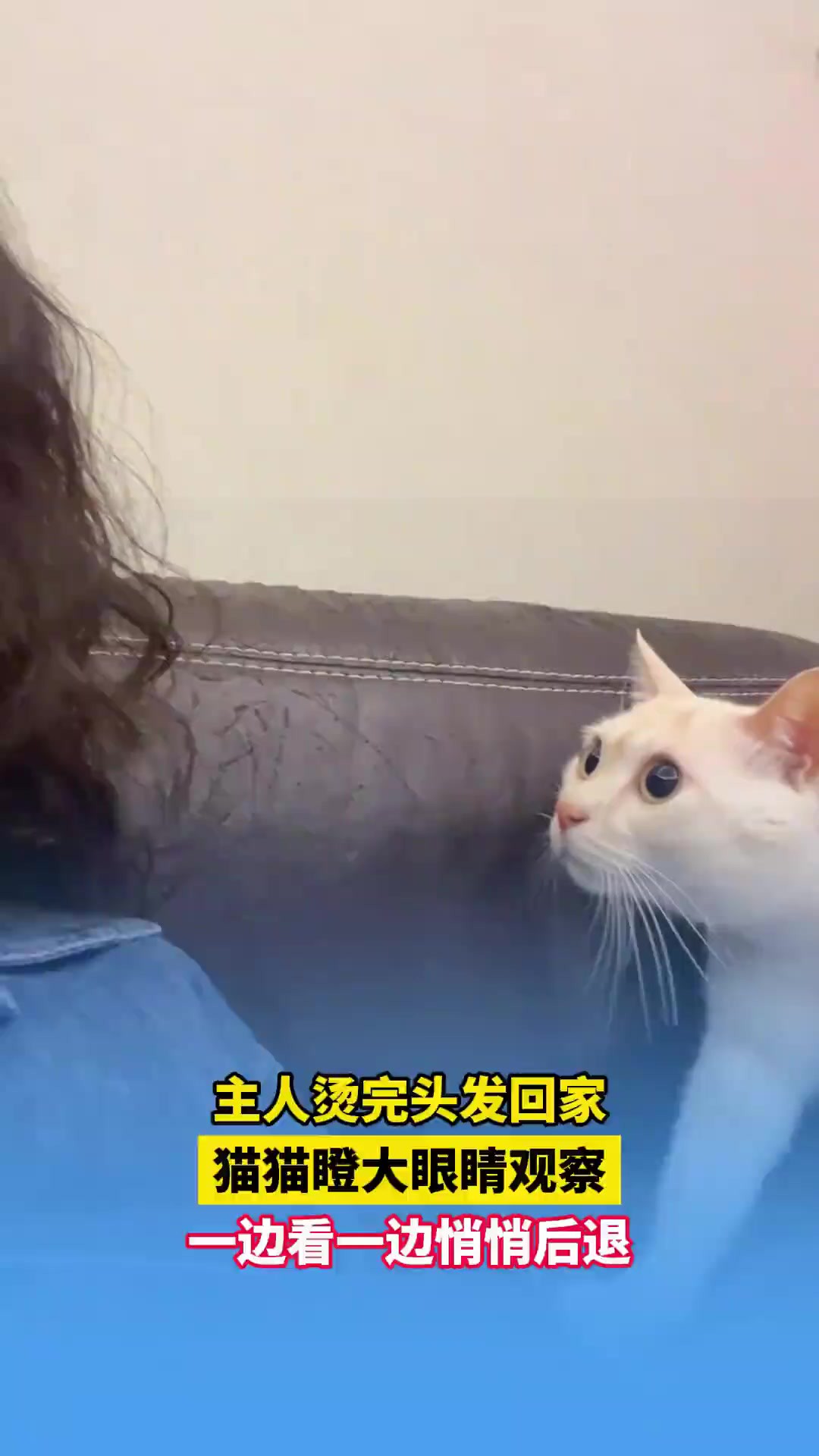 猫猫看着主人的头发充满疑惑 素材来源