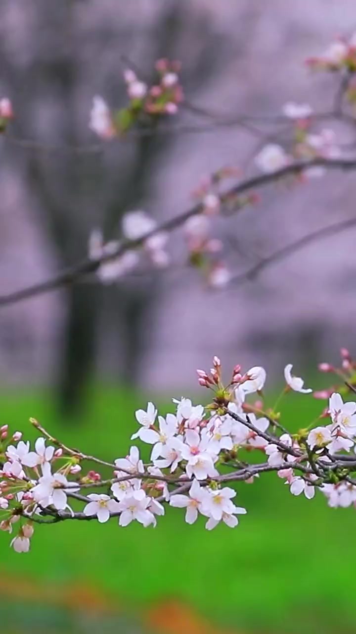 来贵州 上春山|《上春山》编曲潘安昕邀你一起“唱”游!(贵州日报天眼新闻记者 策划:黄蔚 杨仪 陈曦 视频、图、文:吴蔚 赵珊珊 摄像:吴蔚 梅张洪 刘...