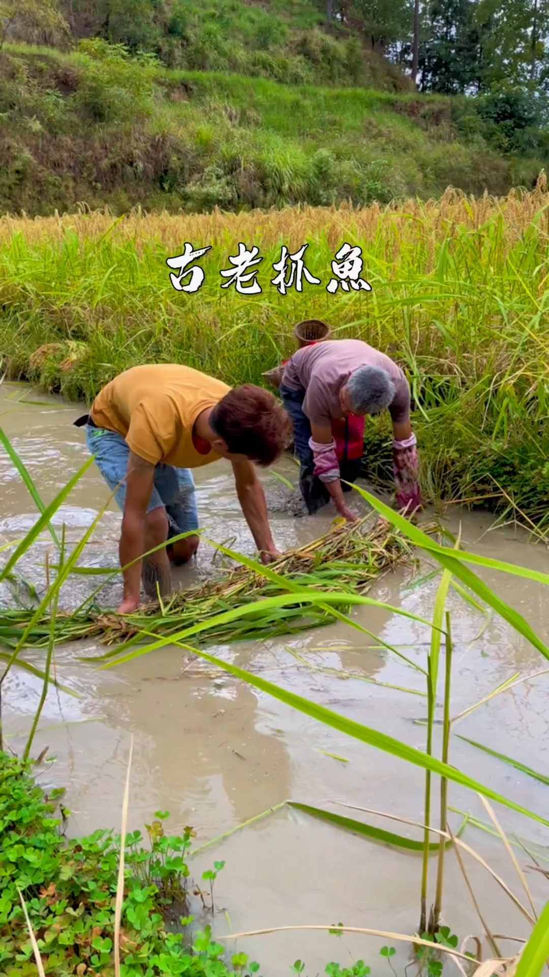 山泉水灌溉的稻花,我们祖祖辈辈都这样吃,后来去了外地,才知道鳞、内脏、鳃不能吃!