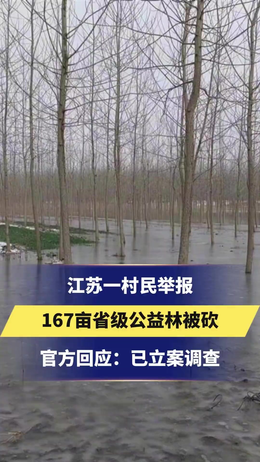 江苏一村民举报167亩省级公益林被砍官方回应:已立案调查