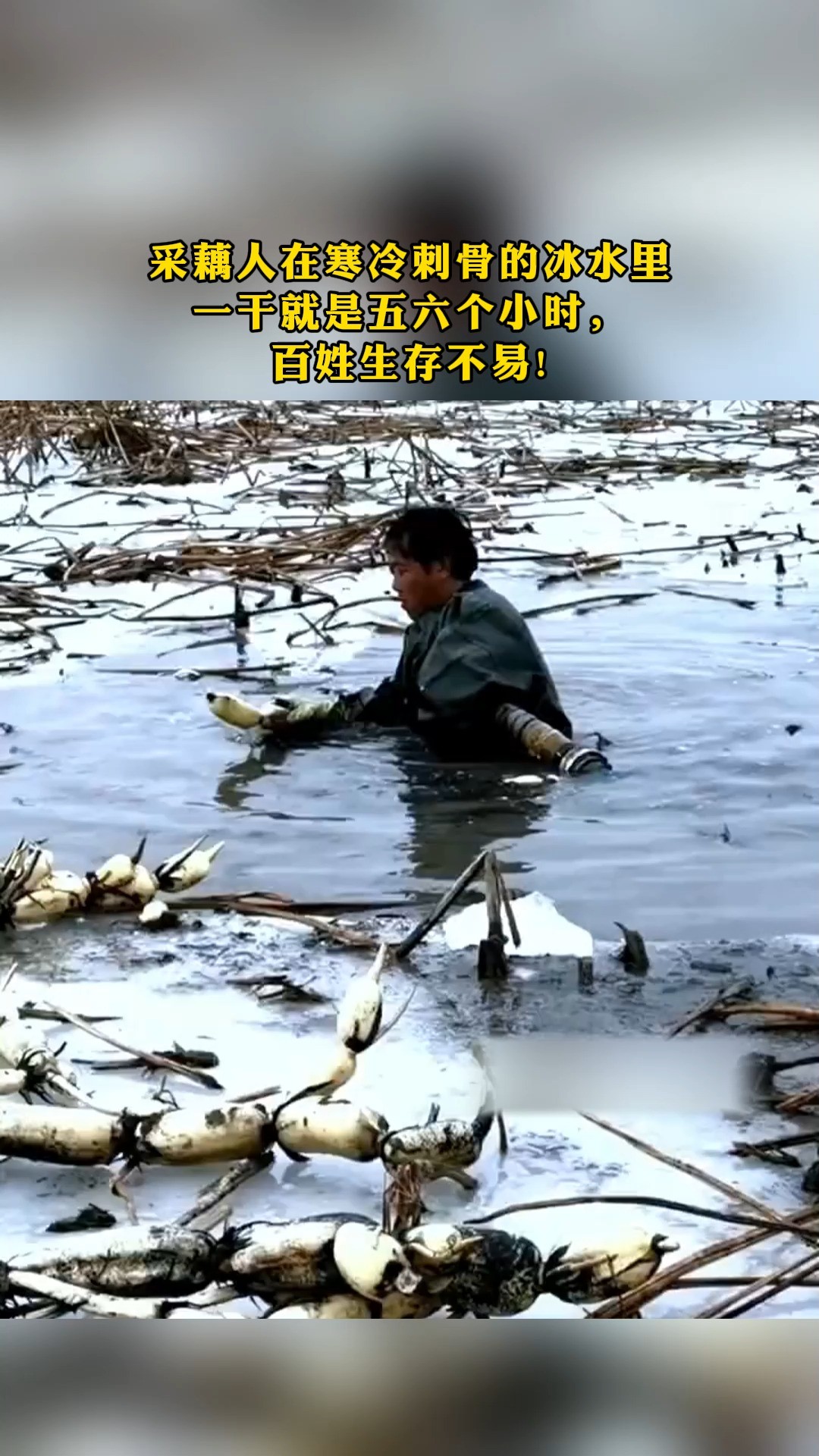 采藕人在骞冷刺骨的冰水里 一干就是歪六个小时 百姓生存不易!