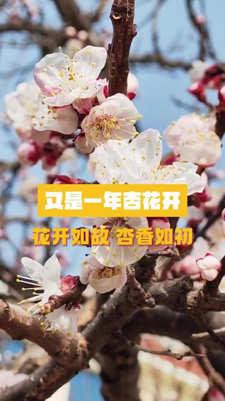 又是一年杏花开,花开如故,杏香如初.(莒县融媒)