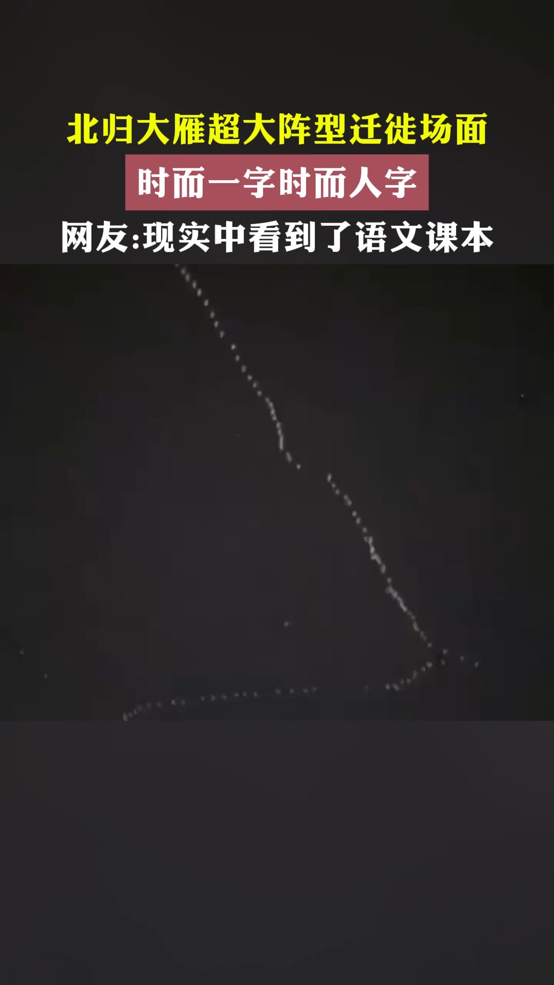 北归大雁超大阵型迁徙场面 时而一字时而人字 网友:现实中看到了语文课本