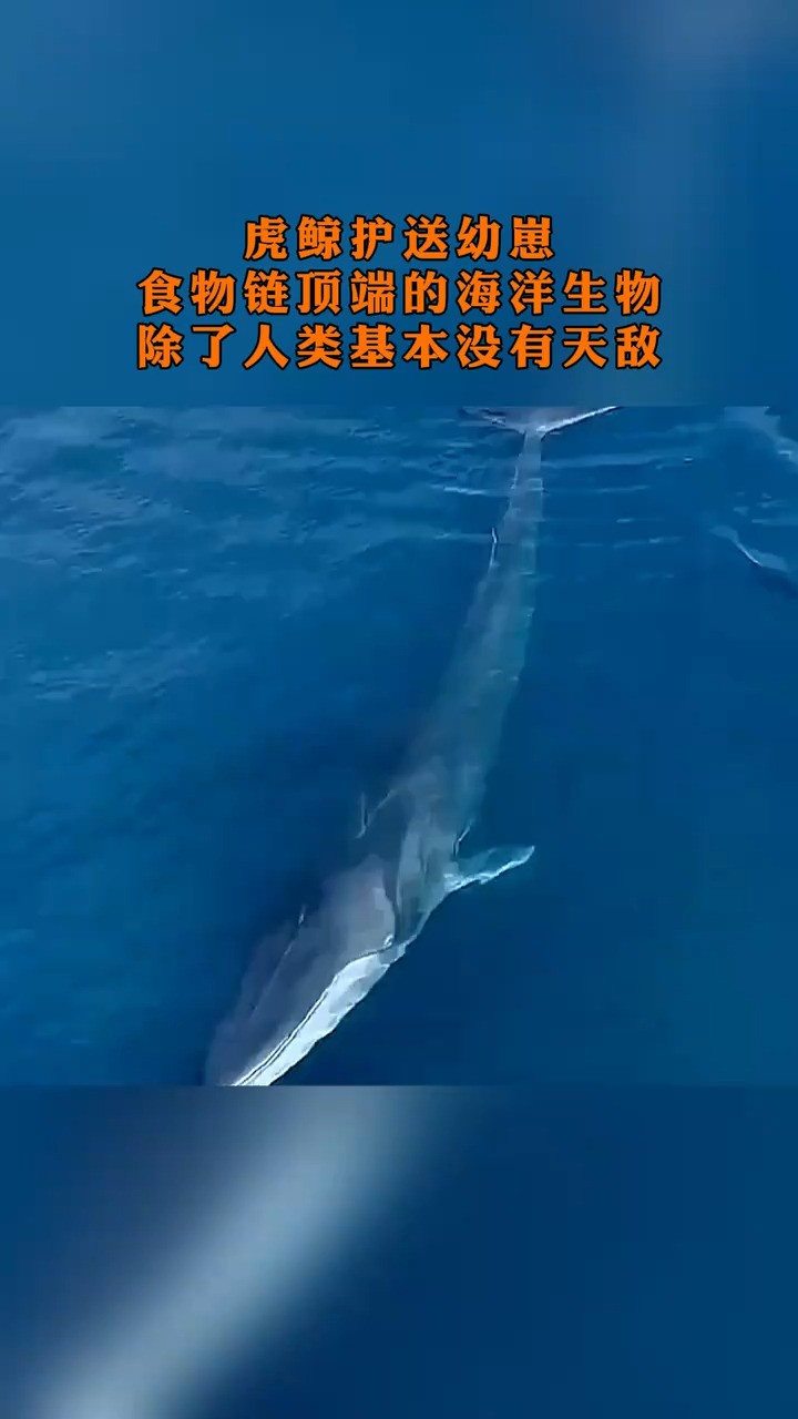 虎鲸护送幼崽食物链顶端的海洋生物除了人类基本没有天敌