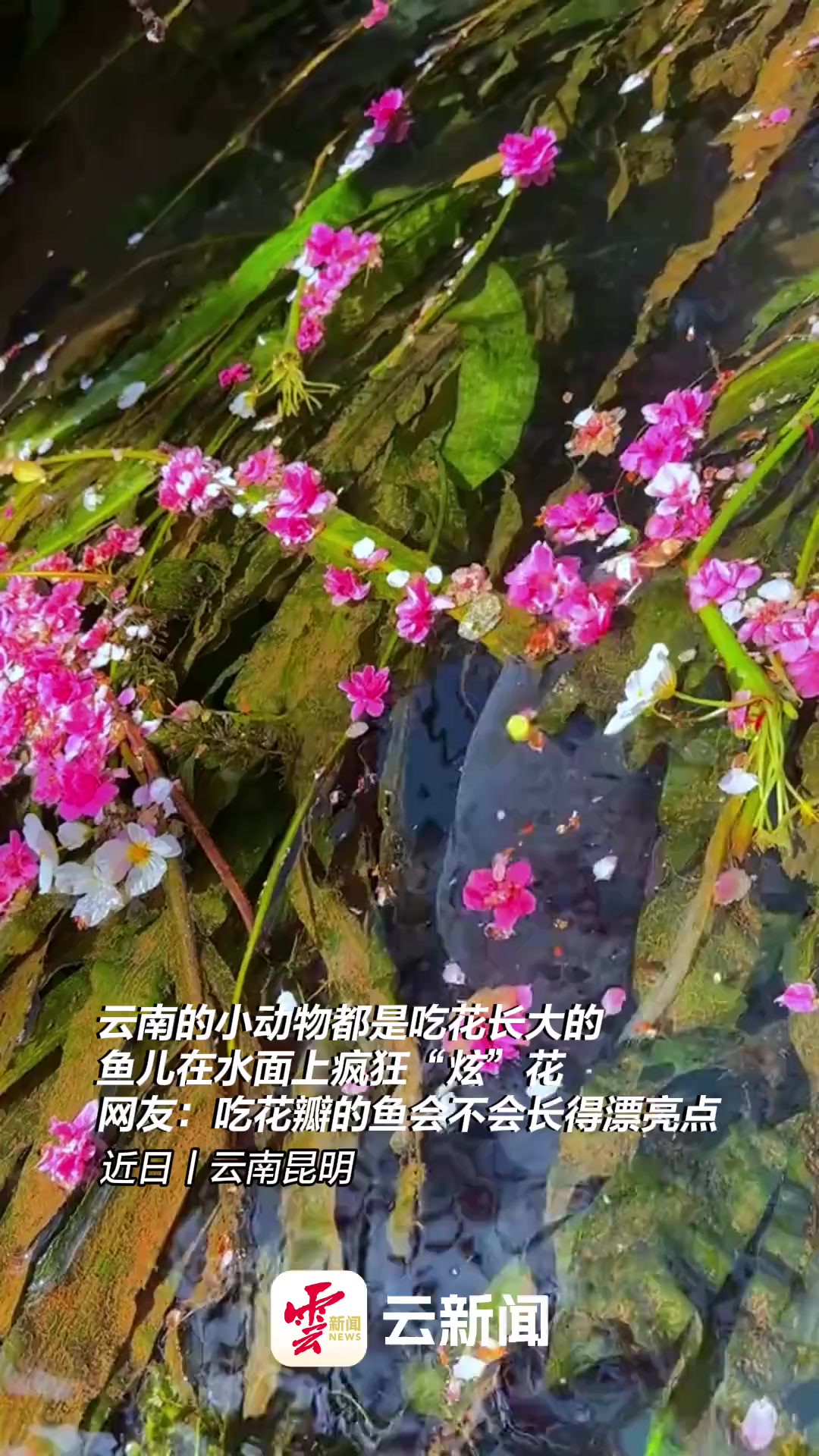 云南的小动物都是吃花长大的,鱼儿在水面上疯狂“炫”花.网友:吃花瓣的鱼会不会长得漂亮点?