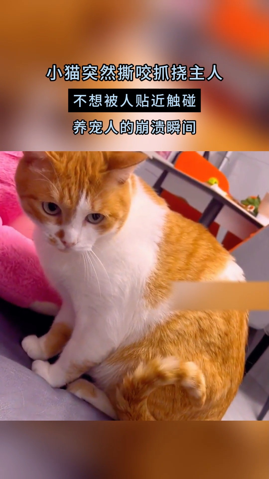 小猫突然撕咬抓挠主人 不想被人贴近触碰 养宠人的崩溃瞬间