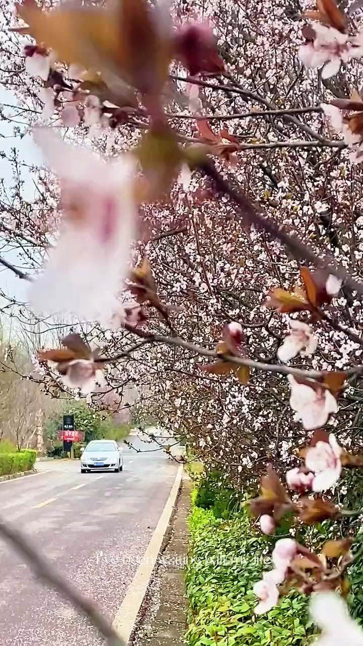 【最盱眙】春满都梁:天初暖,日初长,人间三月好春光!春有约,花不误,年年岁岁不相负!