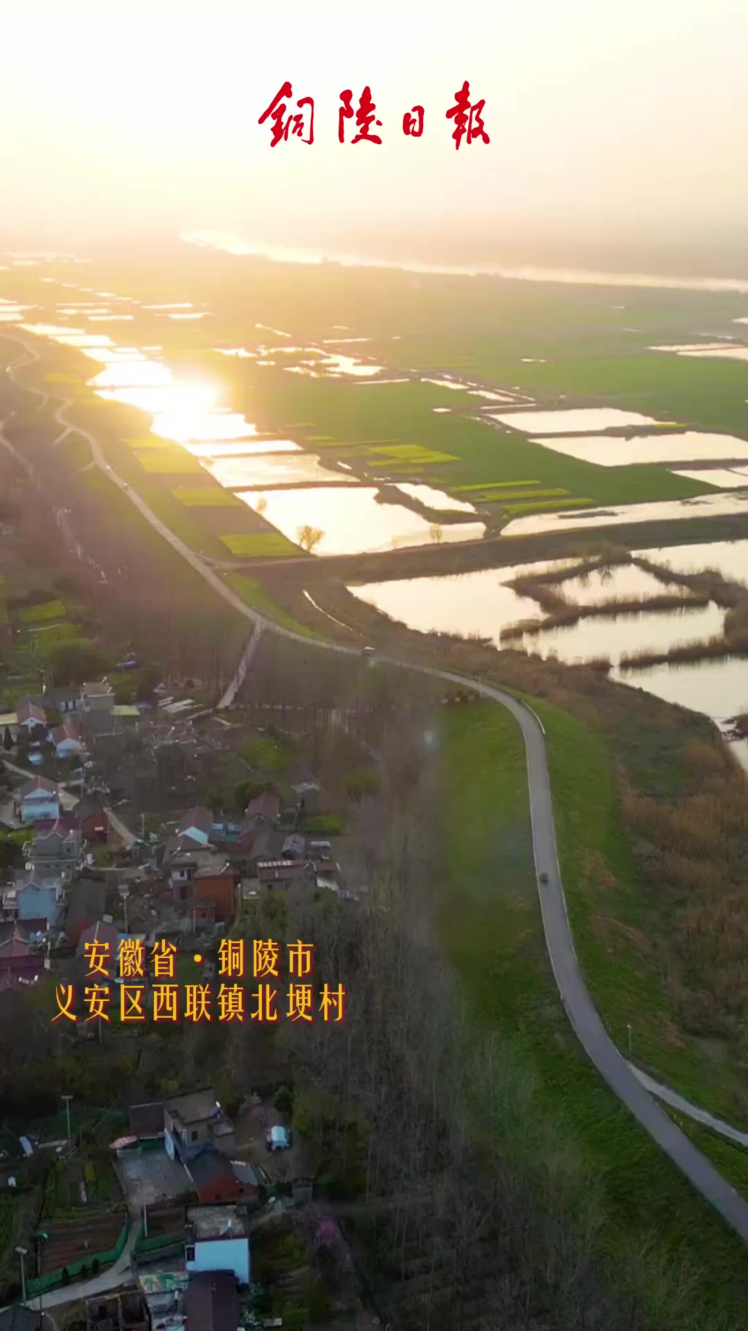 油菜花开春意浓,当夕阳余晖与油菜花田相遇~