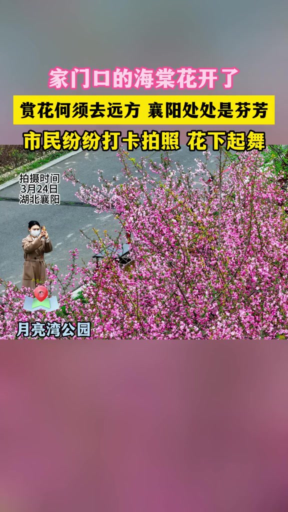 海棠花开春满园 市民纷纷打卡拍照花下起舞 记者杨东 谢勇 通讯员郑伟 陈莹 编辑张伊乔