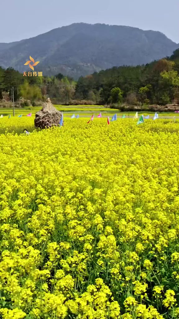 近日,浙江天台三新村,广袤田野上,一片金黄璀璨正在蔓延.镜头下的油菜花海,如同大自然的调色板,涂抹出最纯粹的春之画卷.