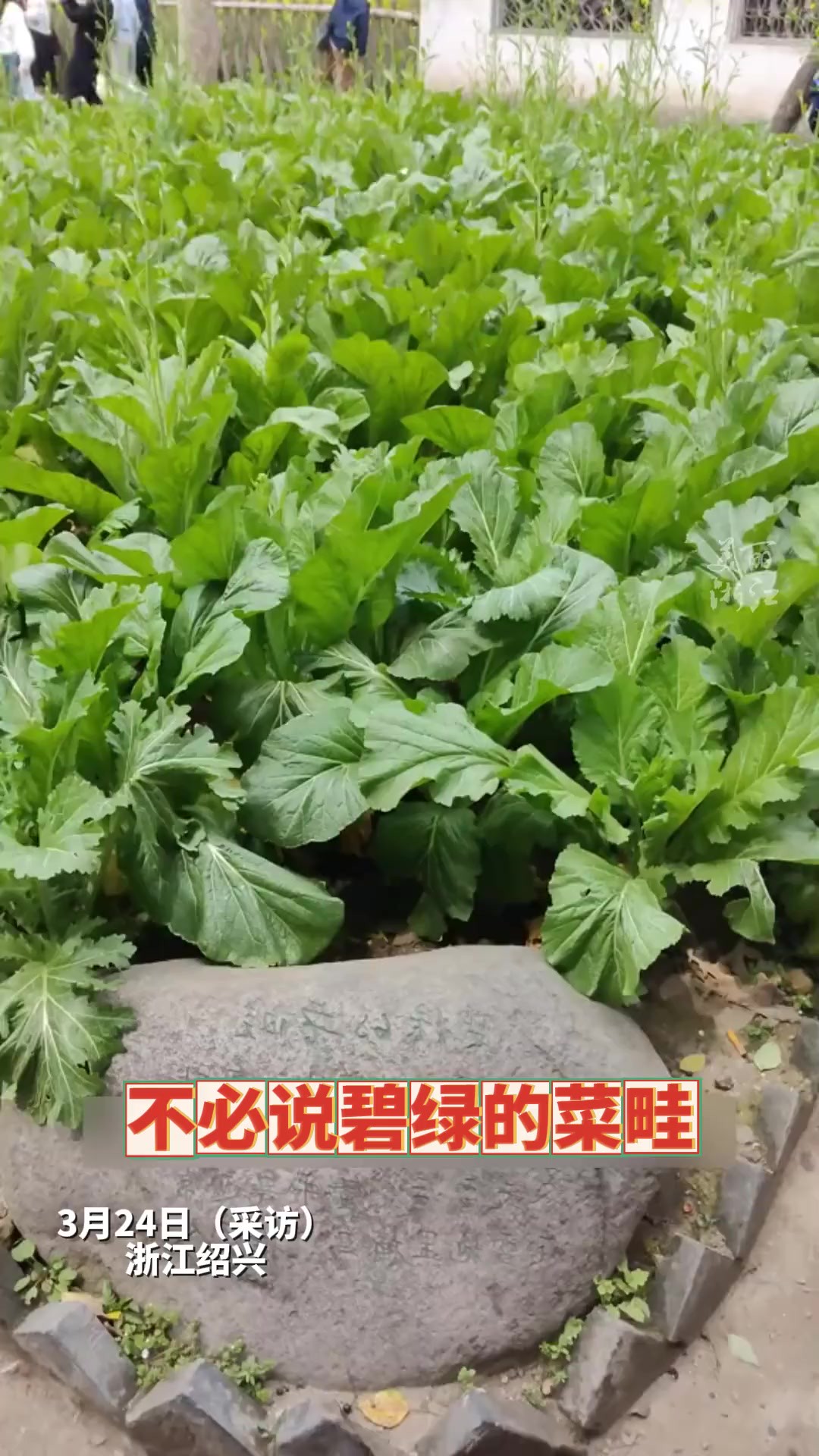 小姐姐来到鲁迅故里的百草园,刻在DNA里的课文就脱口而出,你能背诵几句?(来源:浙江日报 第一象限)