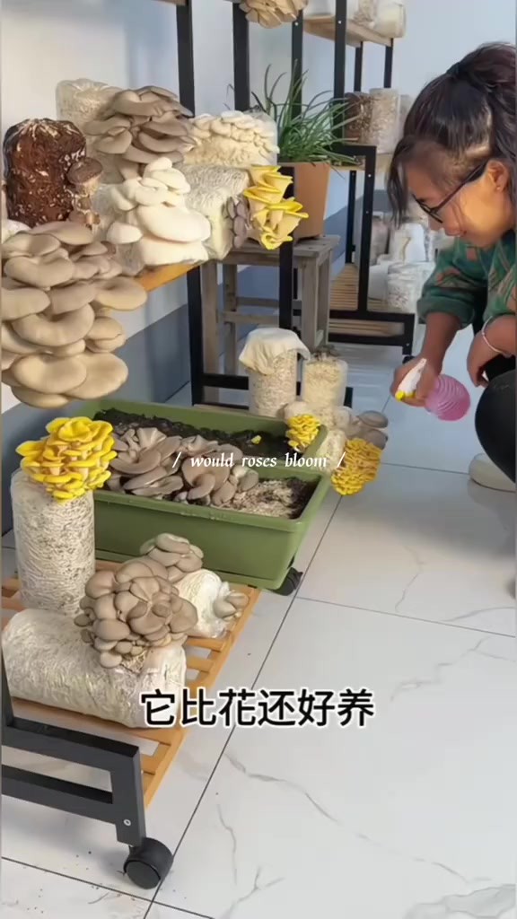 蘑菇菌包