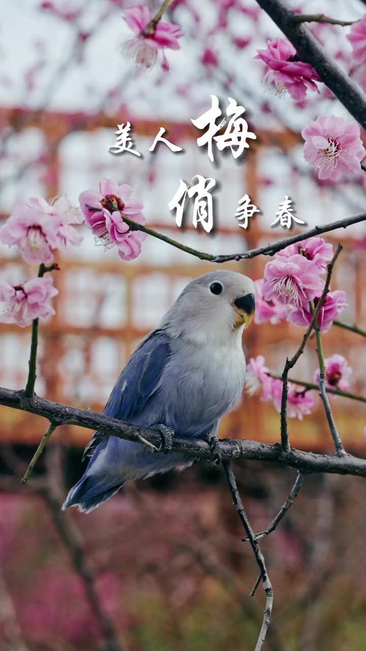 美人梅花开,更添春色几许.眼下,沭河公园里美人梅花开正艳,粉红色的花朵,一团团、一簇簇,重重叠叠开满枝头,成为春天里一道靓丽的风景.(莒县...