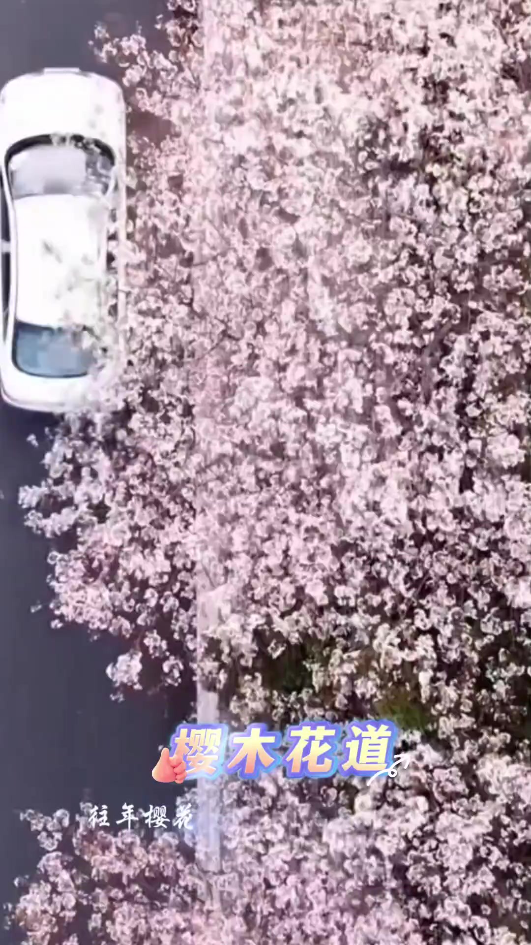 听说篮球跟海华路更配哦,因为“樱木花道”啊