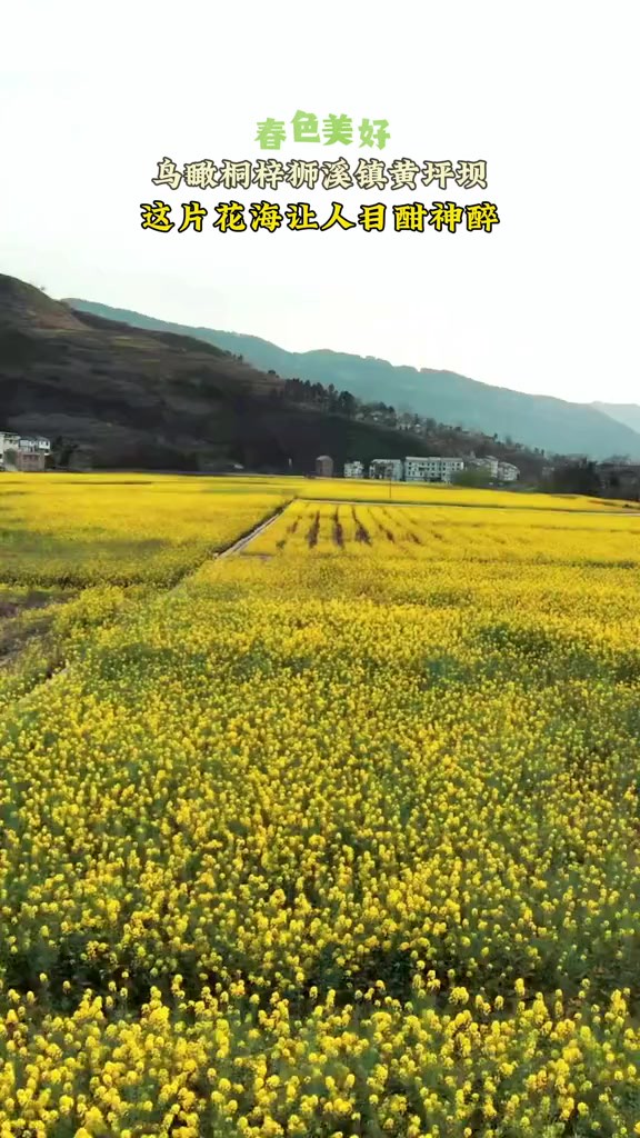 春日美好,鸟瞰桐梓狮溪镇黄坪坝,这片花海让人目酣神醉