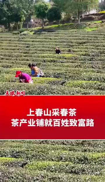 上春山采春茶 茶产业铺就百姓致富路 (记者制作:罗玉青 李芳芳 素材来源石阡县融媒中心)