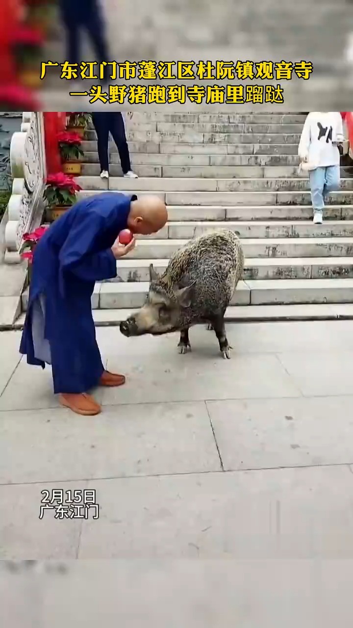 广东江门市蓬江区杜阮镇观音寺一头野猪跑到寺庙里蹓跶