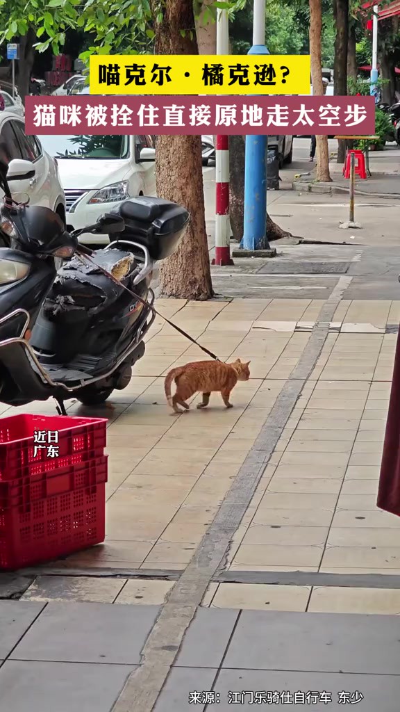 猫咪被拴住直接原地走太空步 素材来源:★ 东少