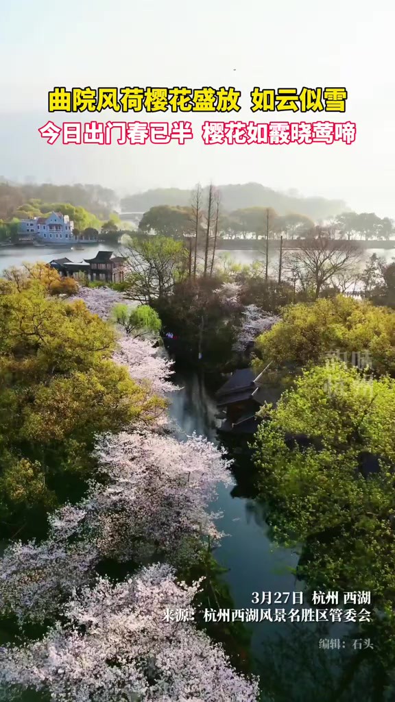 杭州西湖春日又多了一个美景打卡点,曲院风荷的樱花盛放,花瓣如云似雪.(来源:杭州西湖风景名胜区管委会)