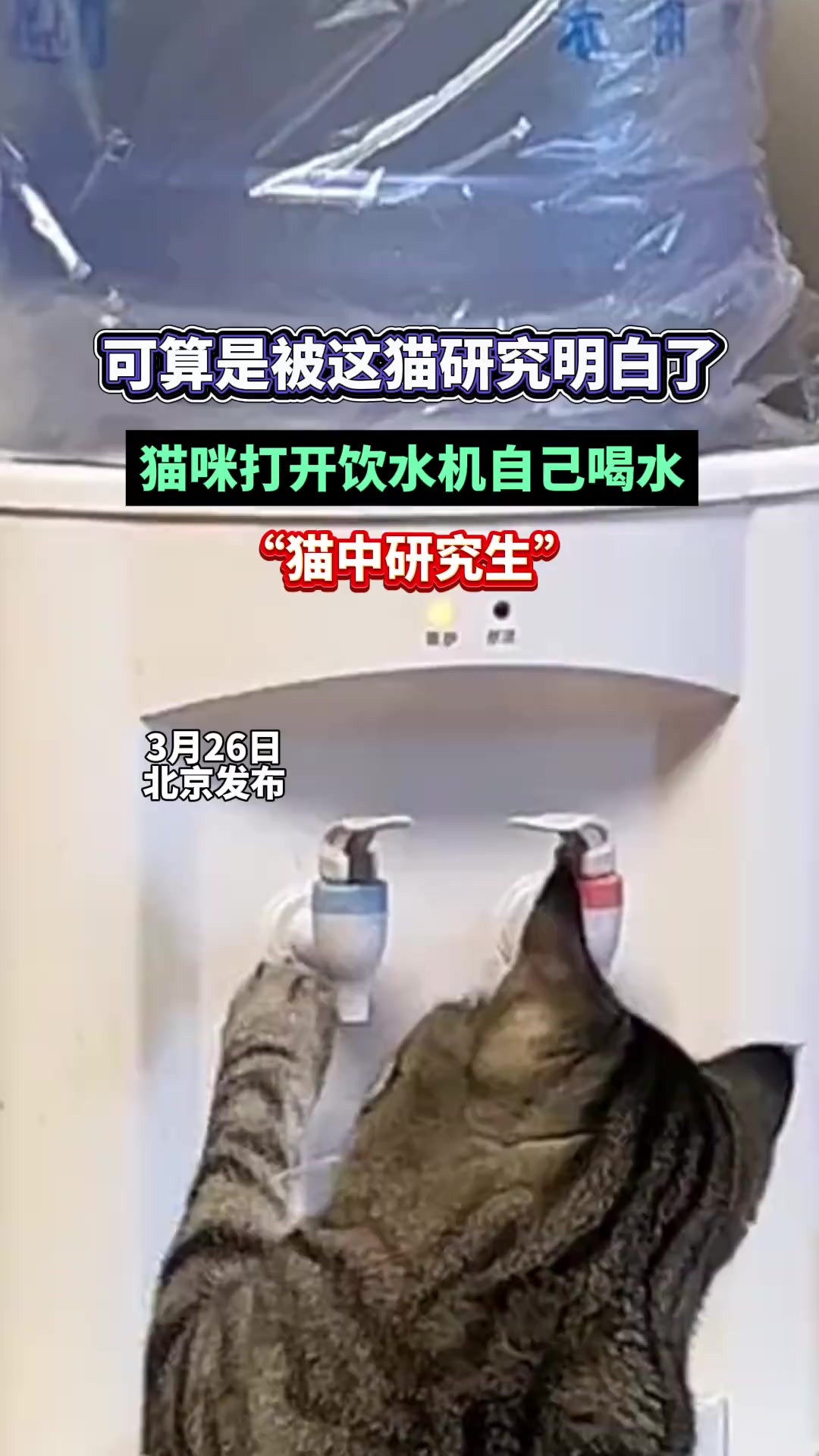 可算是被这猫研究明白了“猫中研究生”