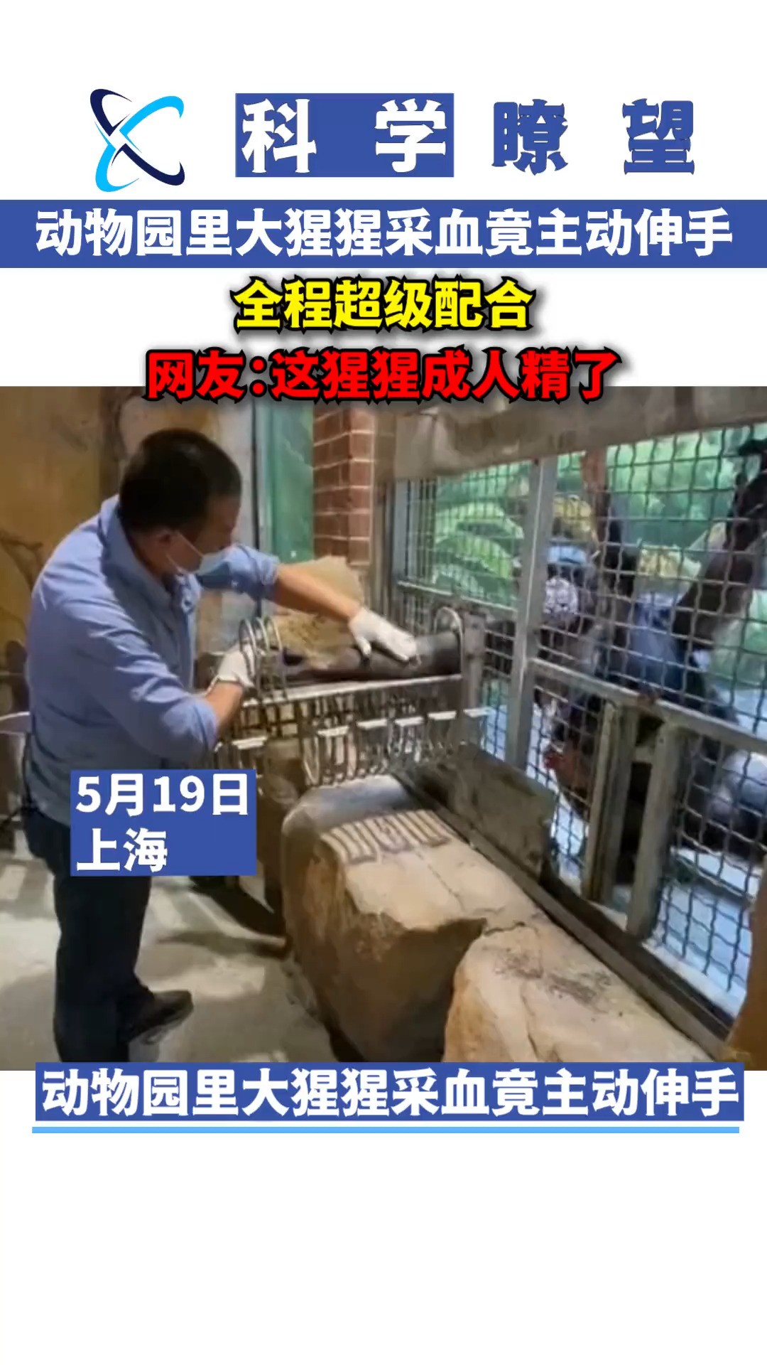 动物园里大猩猩采血竟主动伸手,全程超级配合,网友:这猩猩成人