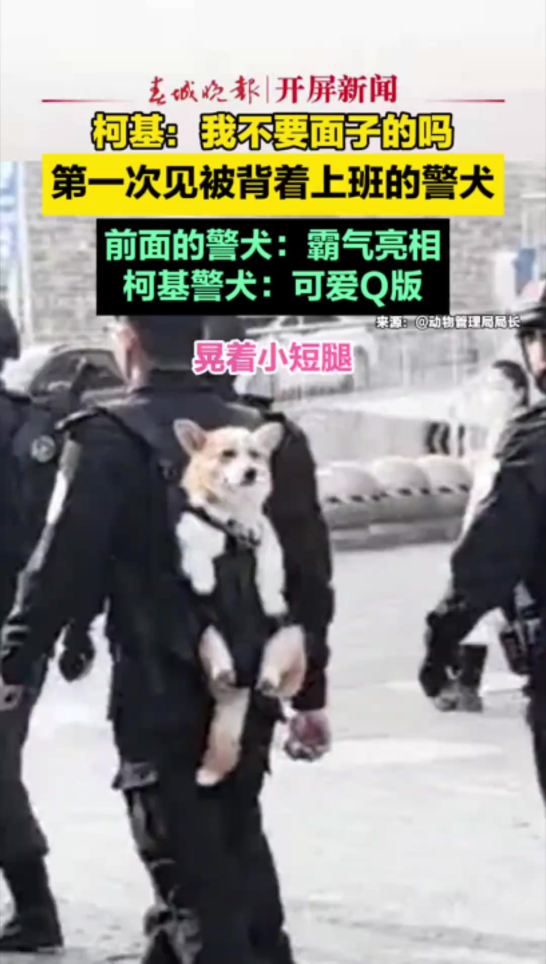 第一次见被背着上班的警犬,前面的警犬:霸气亮相,柯基警犬:可爱Q版 (来源:)