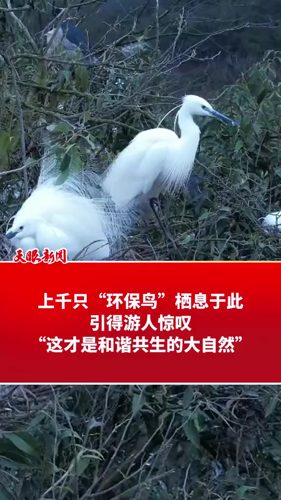 上千只“环保鸟”栖息于此,引得游人惊叹“这才是和谐共生的大自然”(记者:罗玉青 李芳芳 来源:修文县融媒体中心)