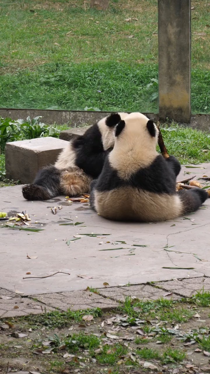 渝爱吃笋卡牙巴,都卡出表情包了 ee们放心,她自己弄出来了哈,后面有乖乖吃笋#大熊猫 #神评即是标题 #百万视友赐神评 