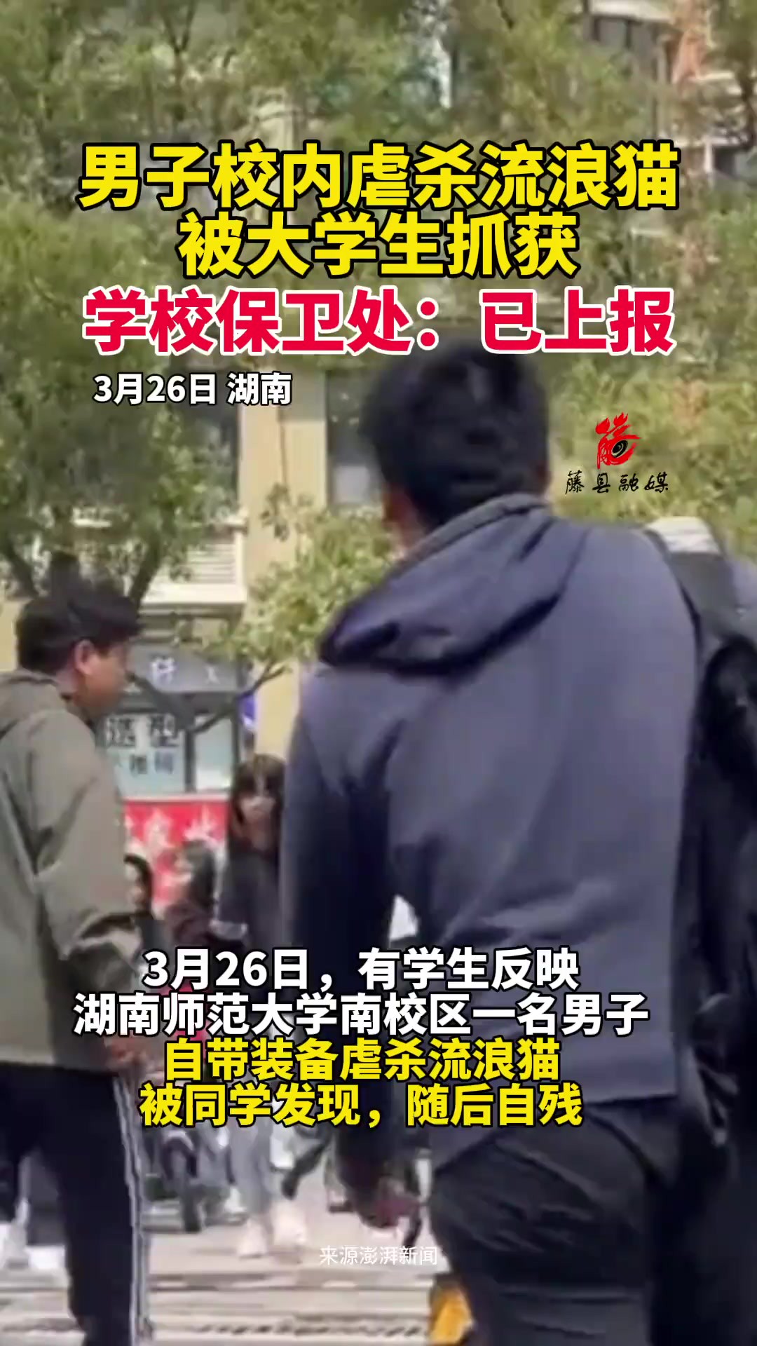 男子校内虐杀流浪猫被大学生抓获.学校保卫处:已上报,相关部门会调查处理.