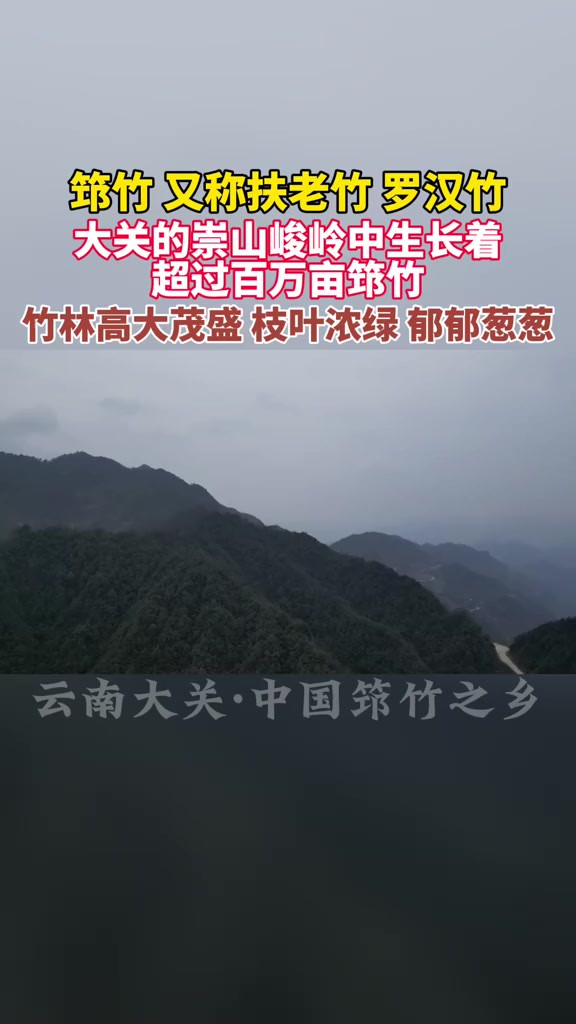 木杆镇细沙村原始森林,峰峦叠翠,这里生长着超过百万亩的筇竹.