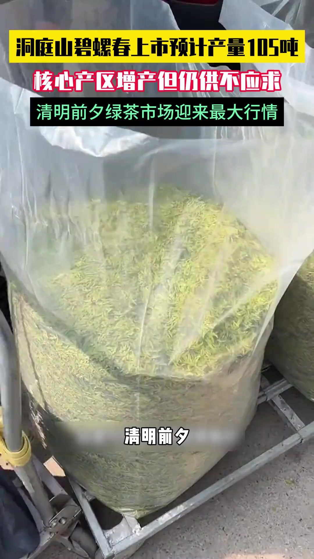 洞庭山碧螺春被公布进货价!首批280斤已卖完!核心产区增产,仍供不应求