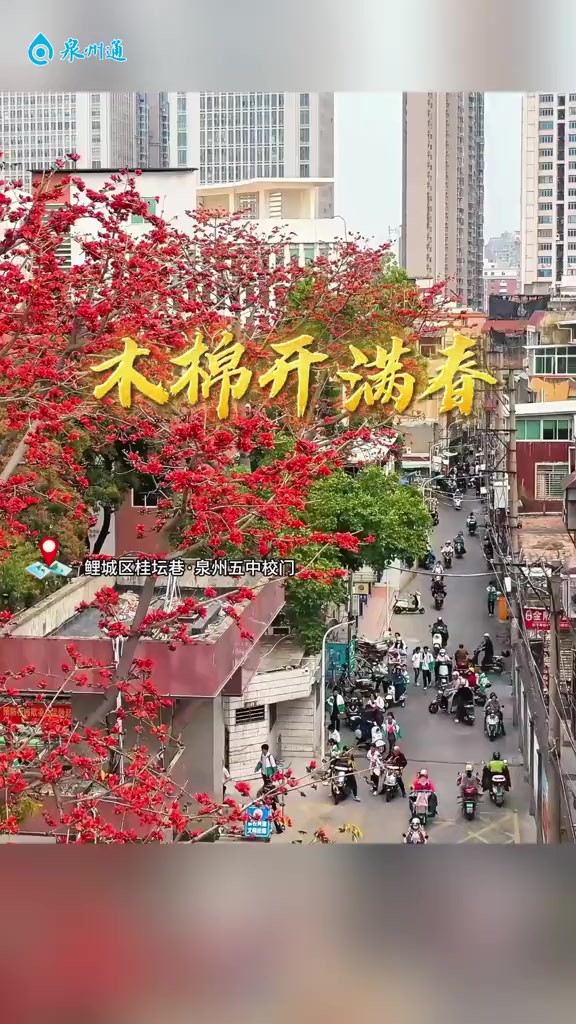 木棉花开 你刚好盛开,我刚好路过,愿你不负花时,不负年华. 泉州晚报社融媒体中心记者:陈英杰