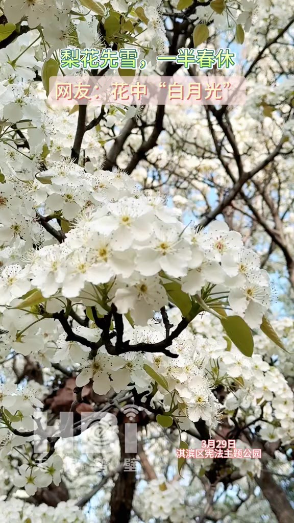 先雪,一半春休.网友:花中“白月光”